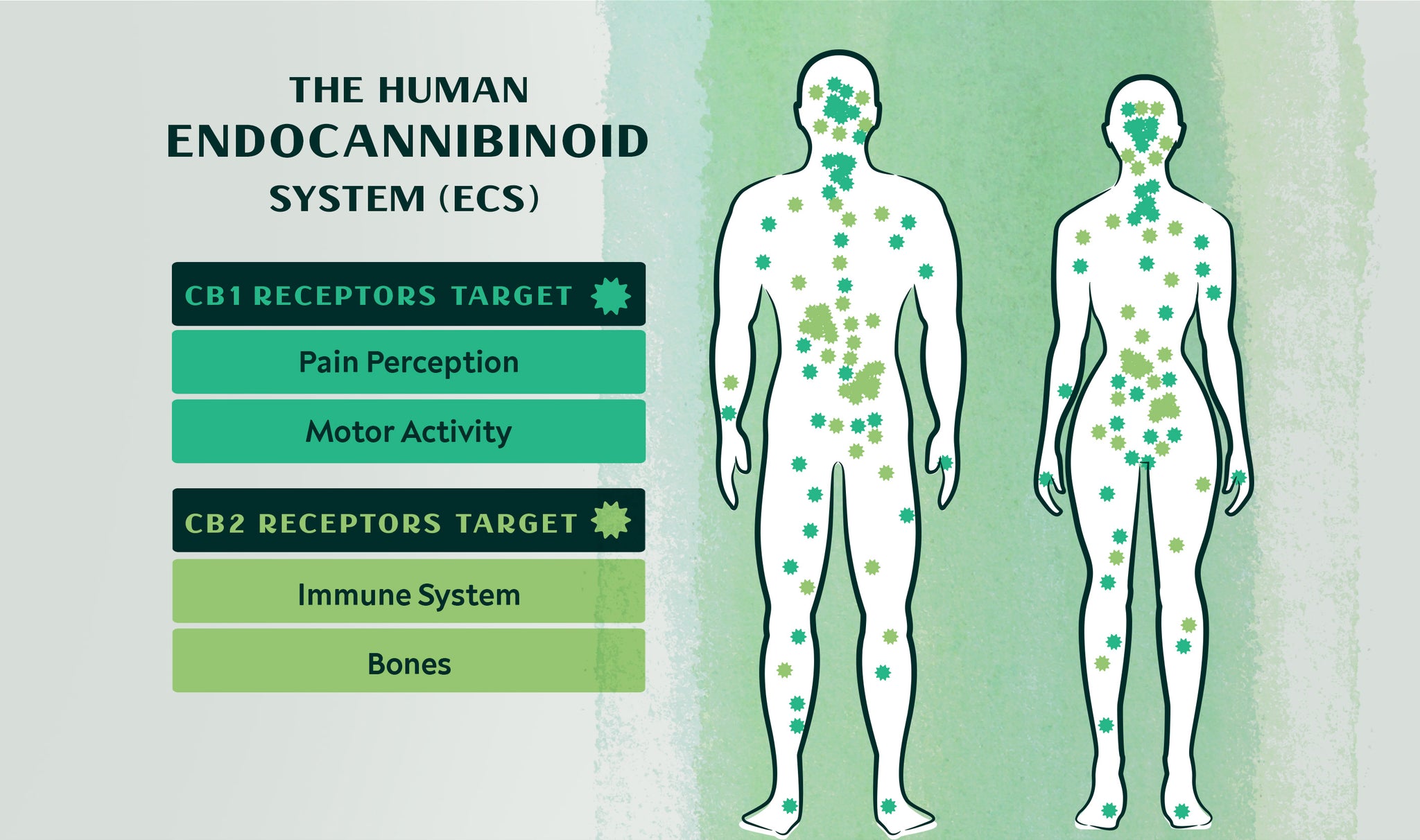 Must Reads About the Endocannabinoid System