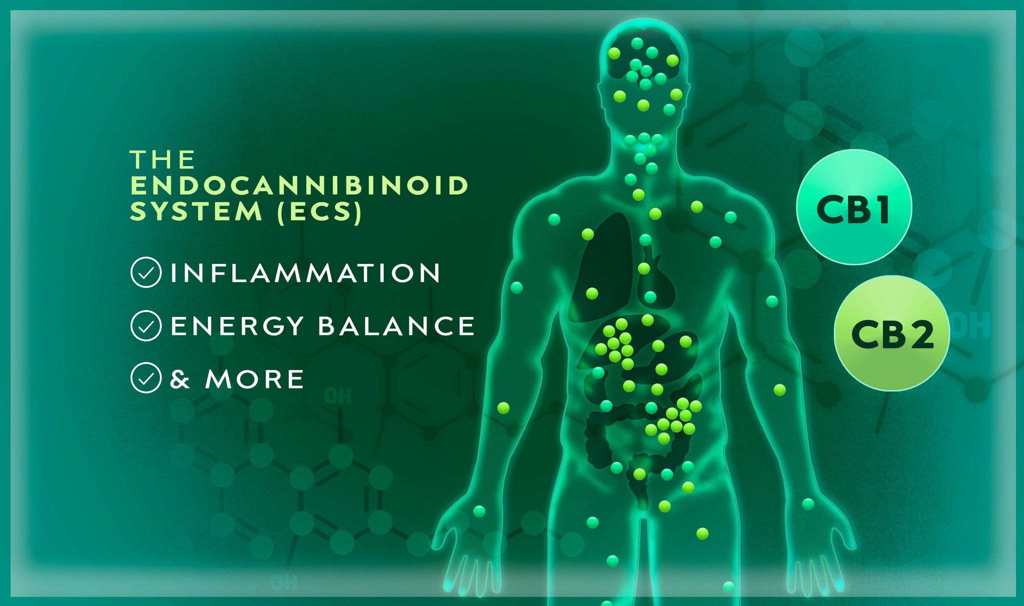 The Endocannabinoid System Explained with Dr. Hackett